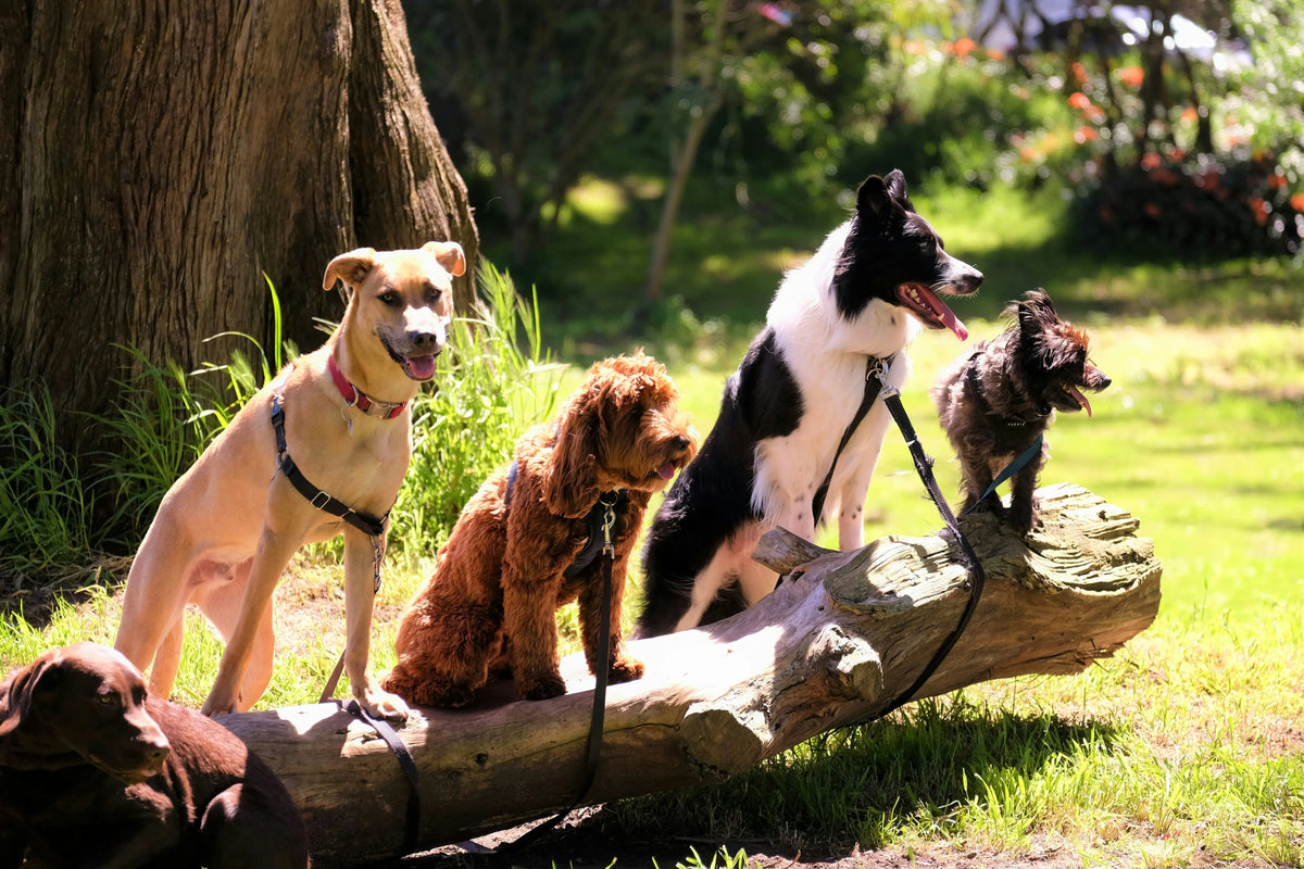 What Is The Most Popular Dog Breed