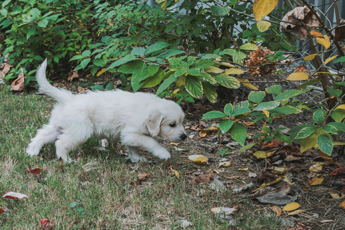 When Do Puppies Stop Growing