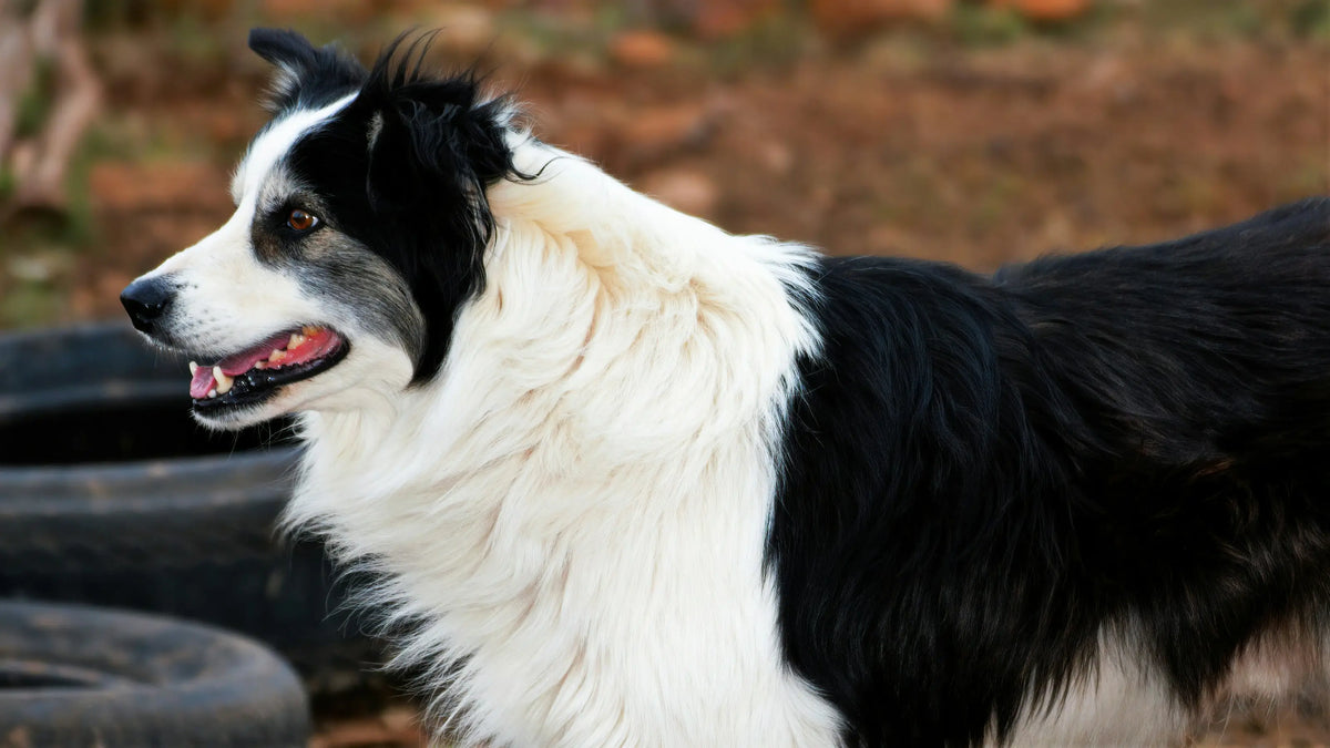What Breed Of Dogs Are The Smartest